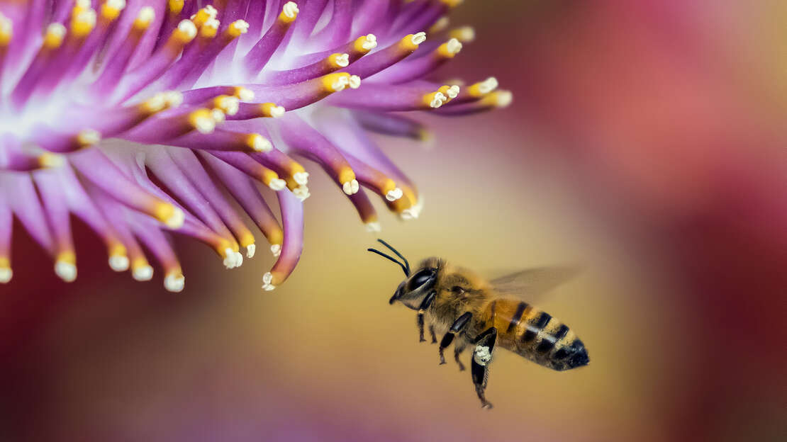 Tower garden, homesteading, growing, farmacy, health, gardening, vegetables, fruits, herbs, plants